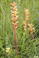 Imagem de Orobanche lutea Baumg.