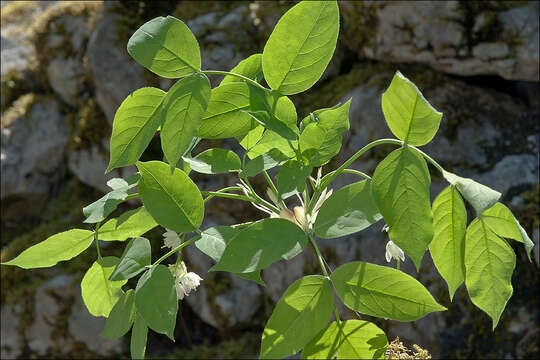 Imagem de Staphylea pinnata L.