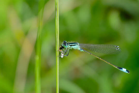 Image of forktail