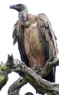 Image of White-backed Vulture