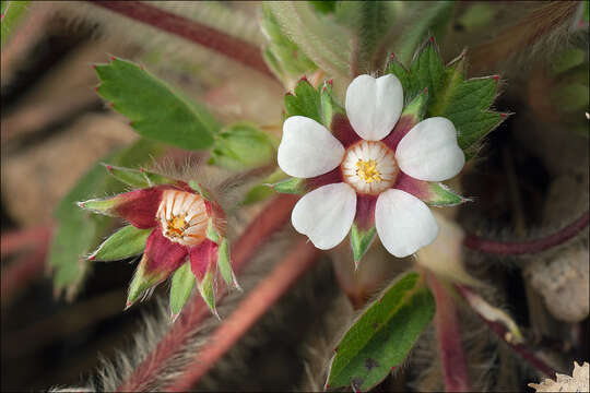 Image of pink barren strawberry