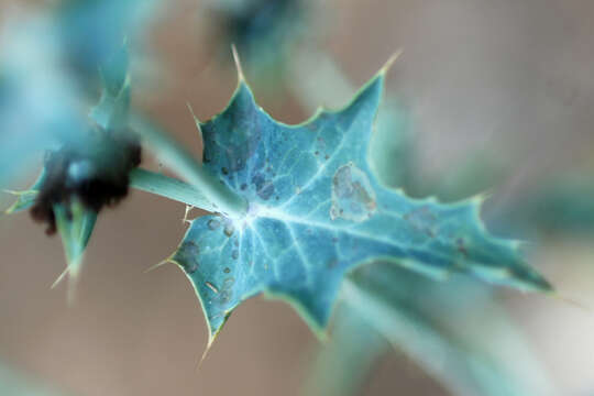 Image of bluestem pricklypoppy