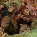 Image of Yellow edged moray