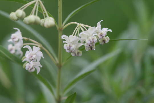 Image of Milkweed