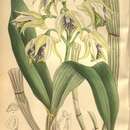 Image of Dendrobium hodgkinsonii Rolfe