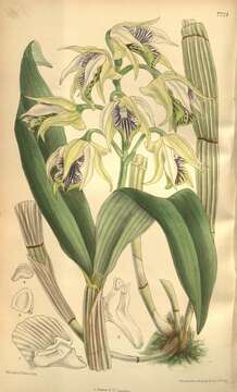 Imagem de Dendrobium hodgkinsonii Rolfe