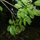 Image of Guapira costaricana