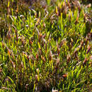 Image of Oreobolus oligocephalus W. M. Curtis