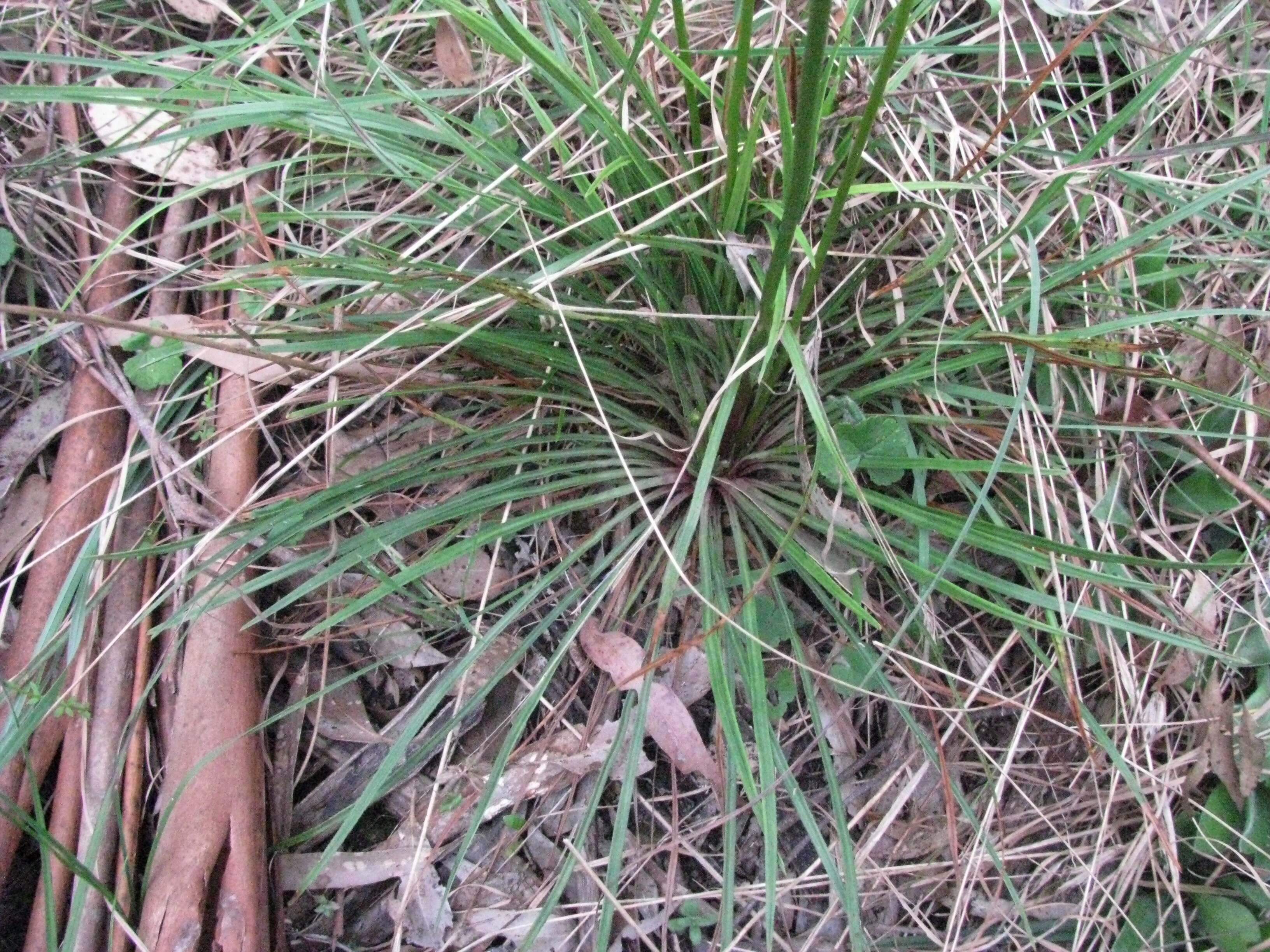 Image of Grass Triggerplant