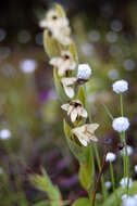 Image of Habenaria heyneana Lindl.