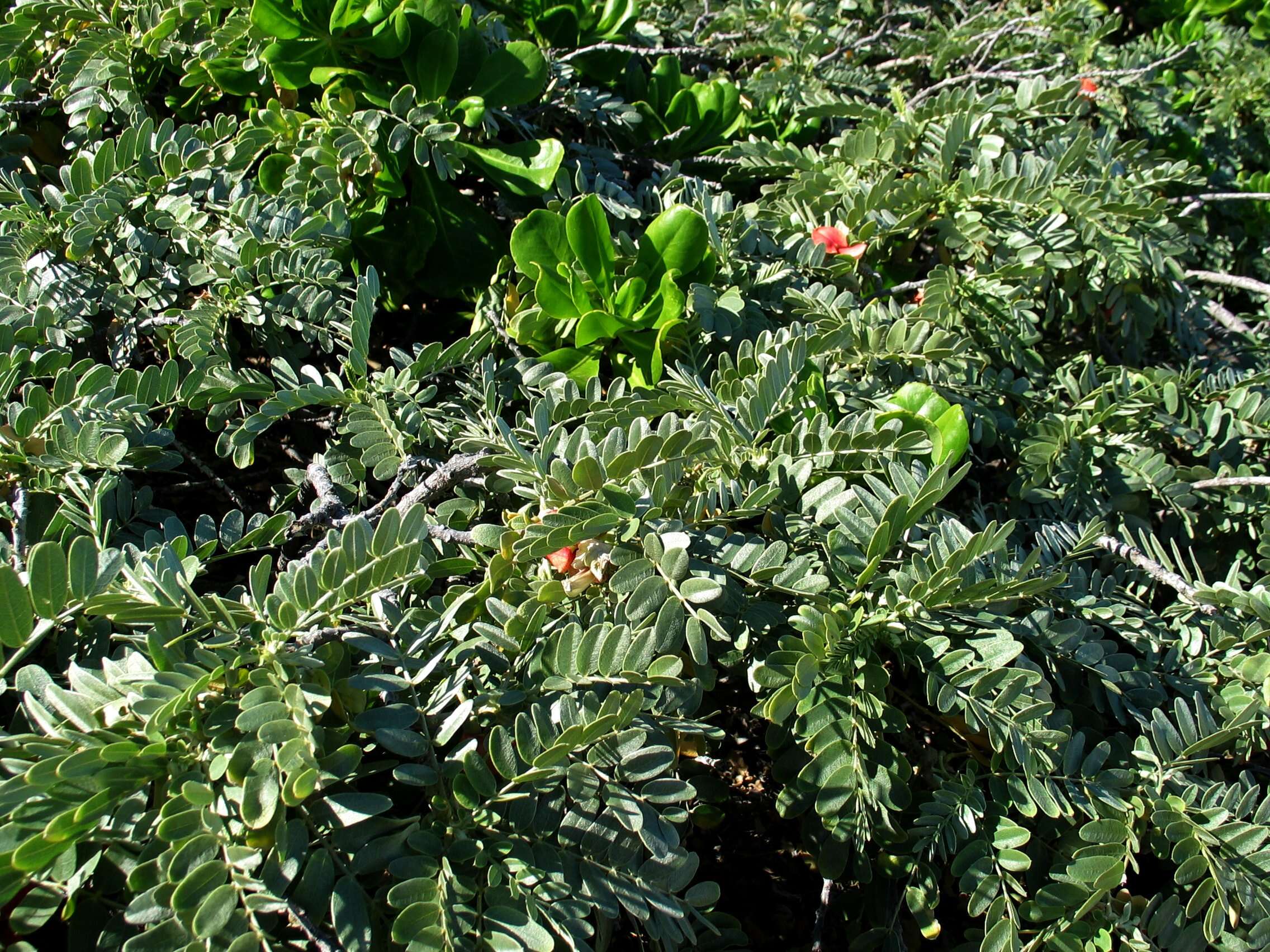 Image of Oahu riverhemp