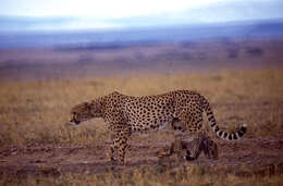 Image de Acinonyx Brookes 1828