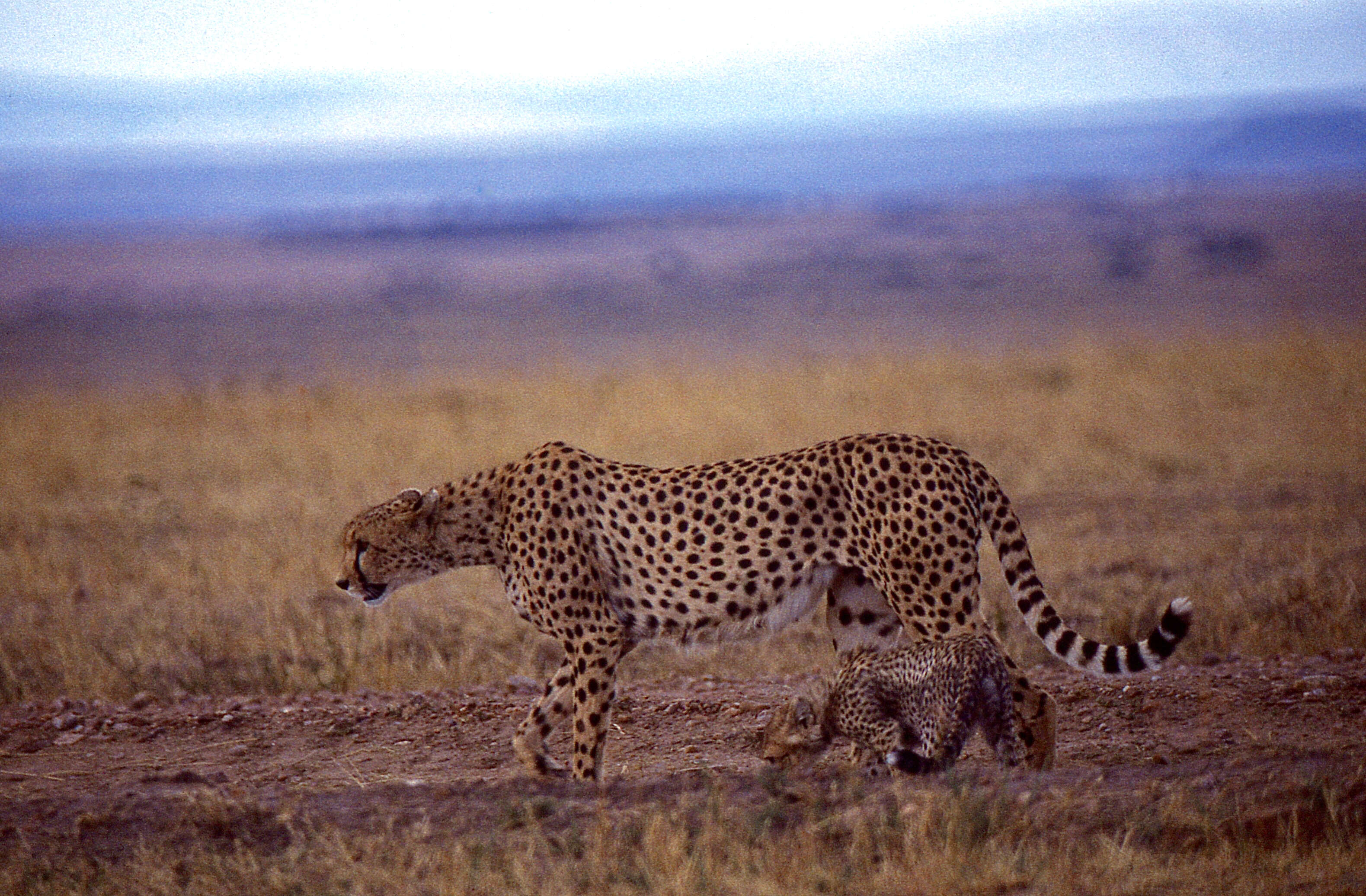 Image de Acinonyx Brookes 1828