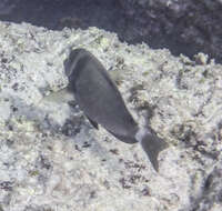 Image of Head-band Surgeonfish