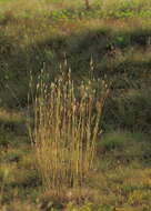 Image of beardgrass