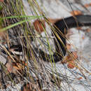 Image of Coluber constrictor priapus Dunn & Wood 1939