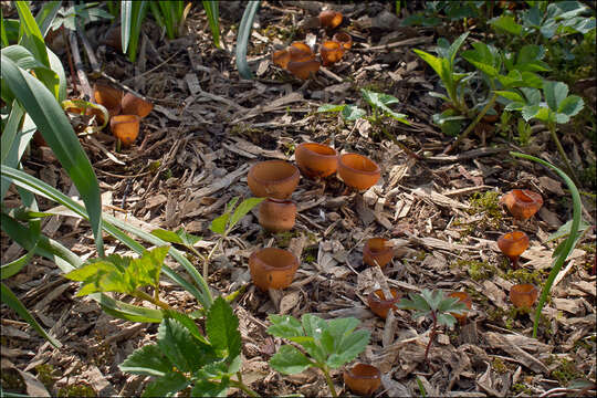 Imagem de Dumontinia tuberosa (Bull.) L. M. Kohn 1979