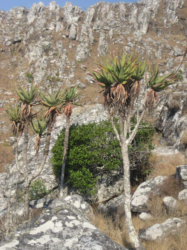 Image of Munch's great chimanimani aloe