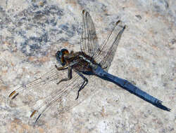 Image of Skimmers (Dragonflies)