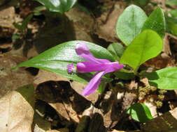 Image de Polygaloides paucifolia (Willd.) J. R. Abbott