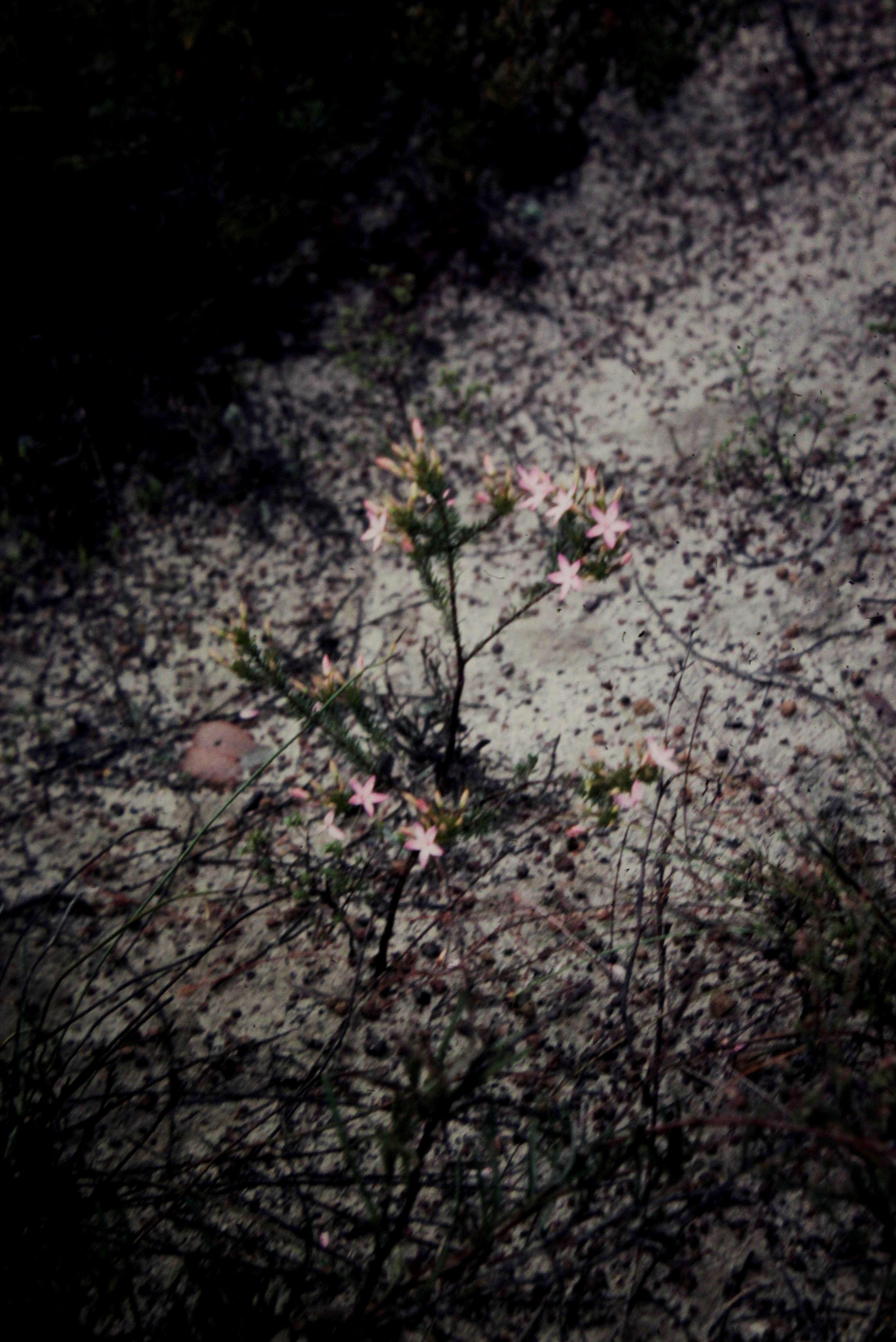 Image of Calytrix