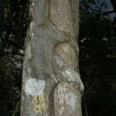 Sivun Ficus nymphaeifolia Mill. kuva