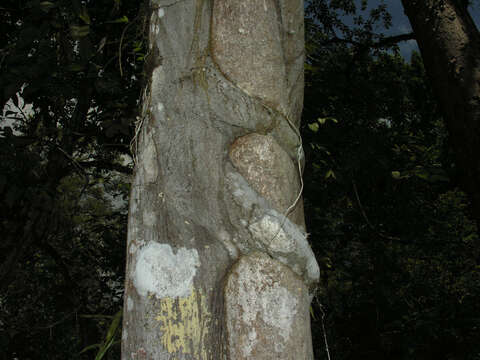 Image of Ficus nymphaeifolia Mill.