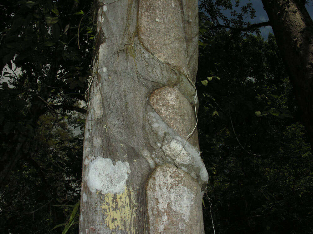 Image of Ficus nymphaeifolia Mill.