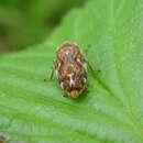 Image of Common froghopper