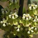 Image of Velvetleaf milkweed