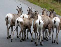 Image of bighorn sheep