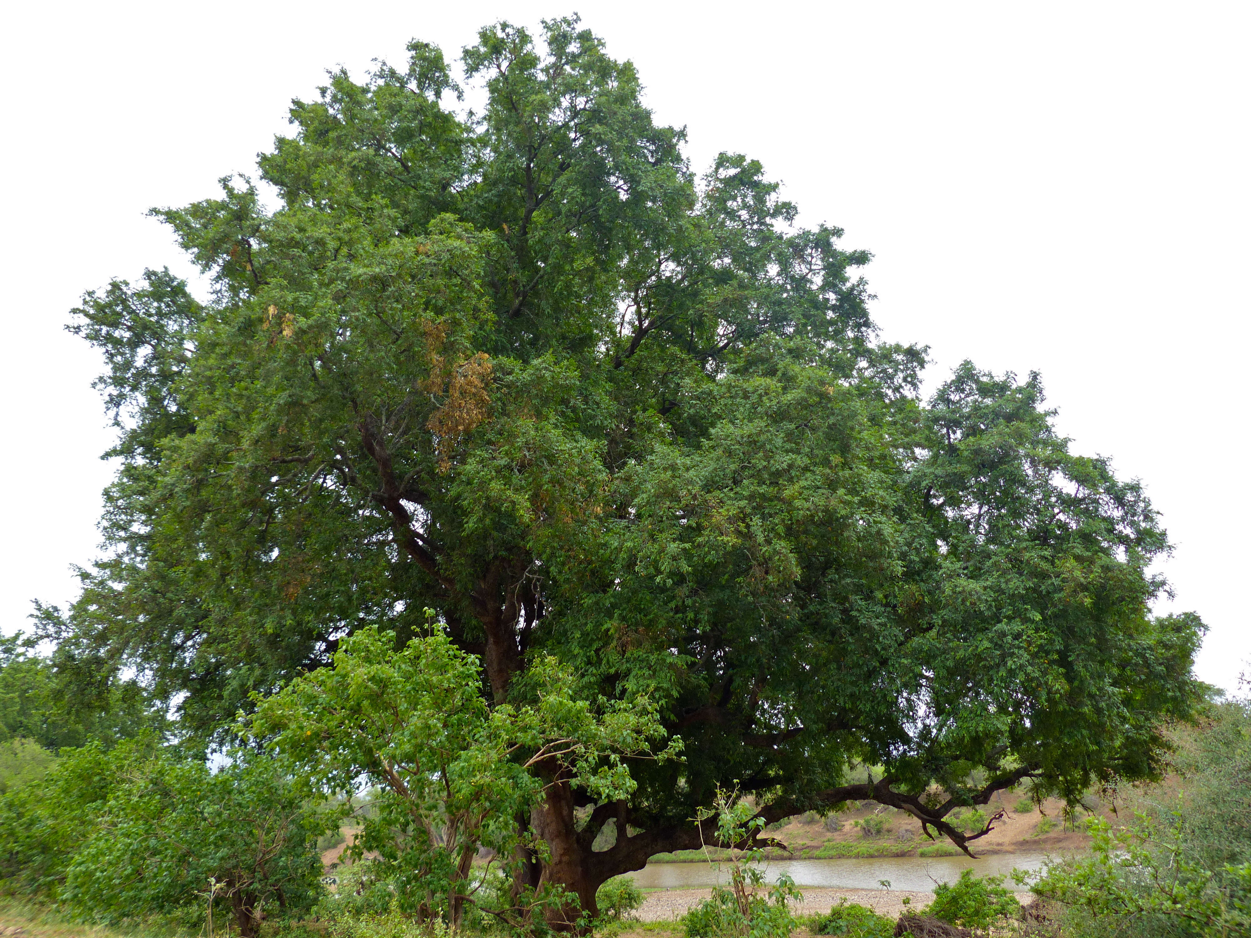 Image of ebony diospyros