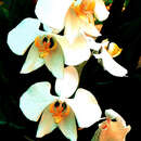 Image of Moth orchid