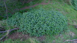 Image of nettle