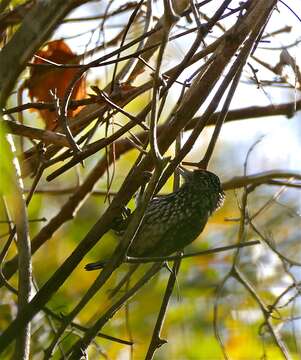 Image of White-wedged Piculet