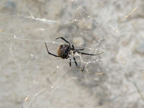 Image of Latrodectus lilianae Melic 2000