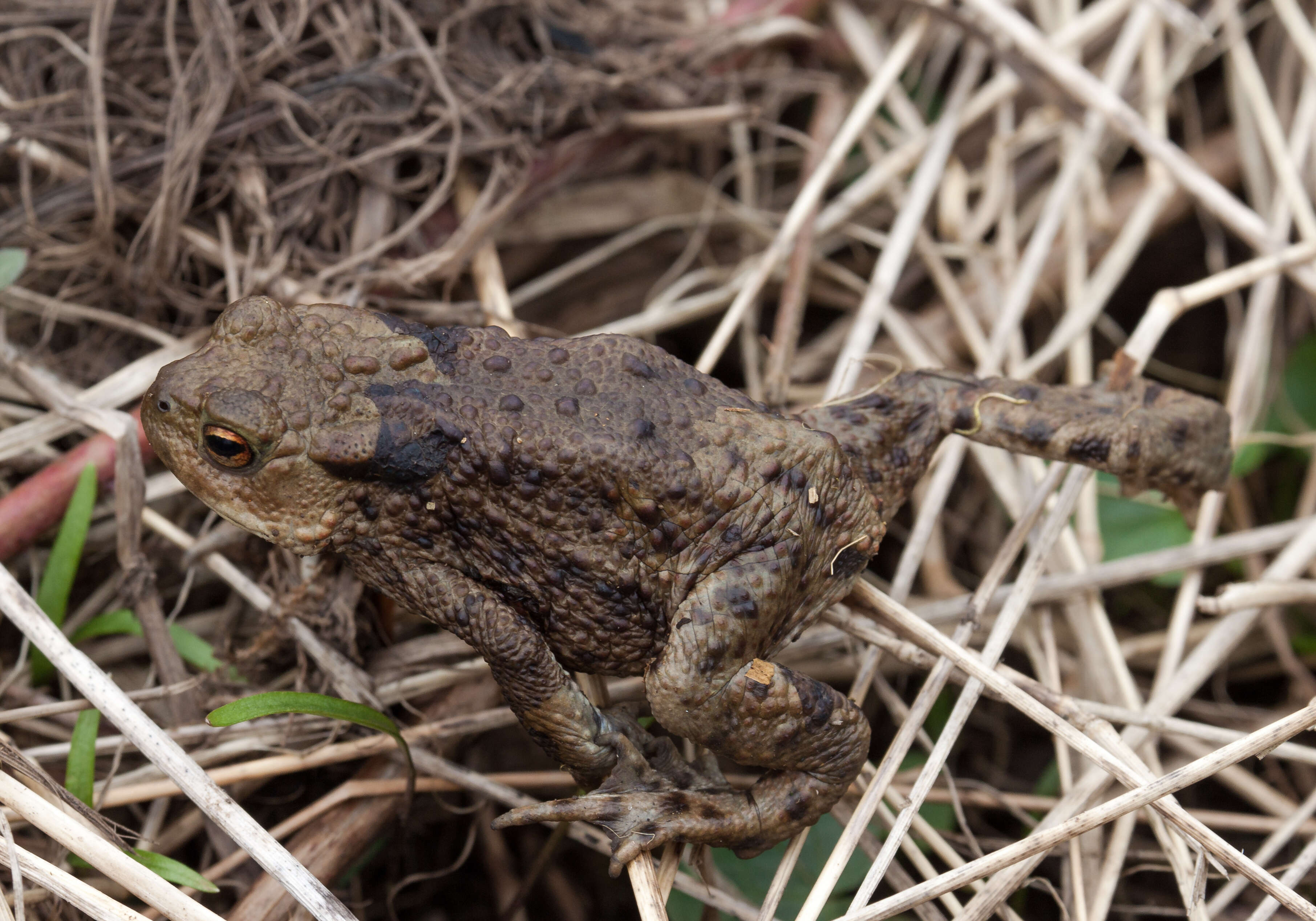 Image of Nile Valley Toad