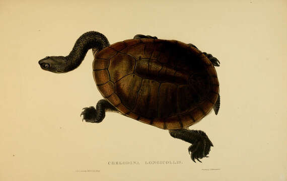 Image of Siebenrock’s Snake-necked Turtle; oblonga