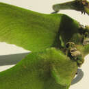 Stigmaphyllon blanchetii C. Anderson的圖片
