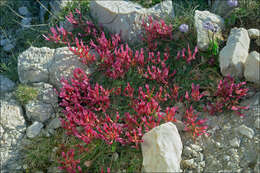 Image of Astragalus monspessulanus subsp. illyricus (Bernh.) Chater