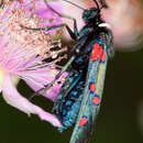 Image of six-spot burnet