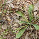 Image of Plantago varia R. Br.