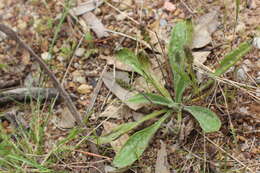 Image of Plantago varia R. Br.