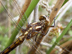 Image of Sympetrum Newman 1833