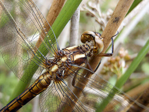 Image of Sympetrum Newman 1833