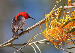 Image of Scarlet Honeyeater