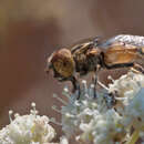 Imagem de Eristalinus aeneus (Scopoli 1763)