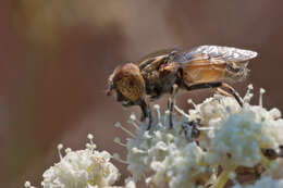 Image of Eristalinus