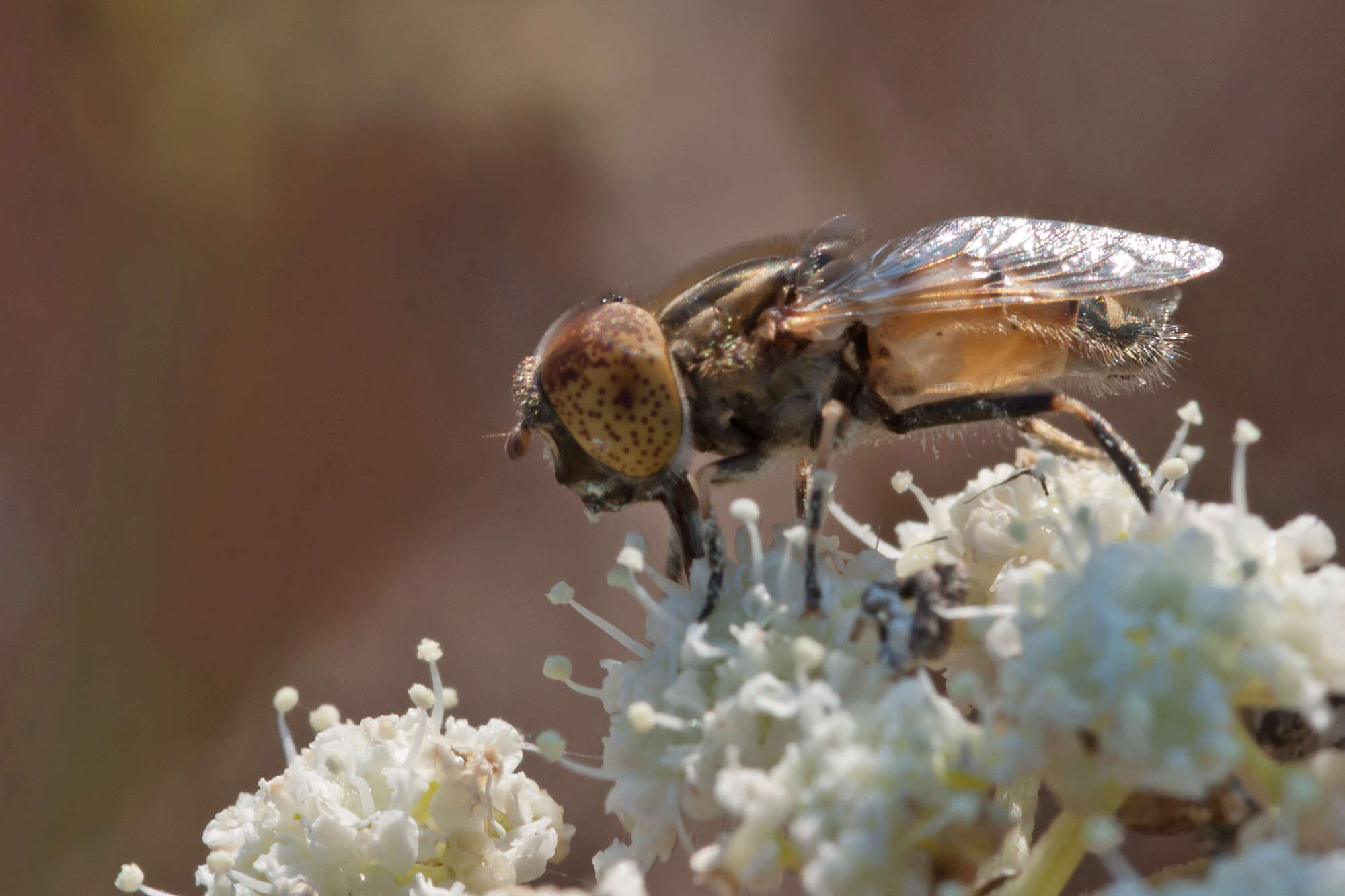 Imagem de Eristalinus