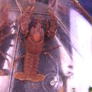 Image of Little Tennessee River Crayfish